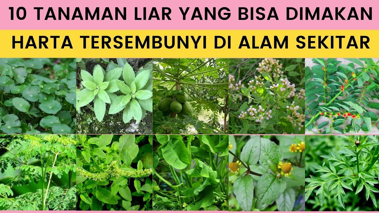 10 Tanaman Liar yang Bisa Dimakan – Harta Tersembunyi di Alam Sekitar | Kebun Rimbun