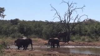Olifant 17042016