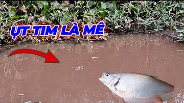 Nước rút cá thác lác trong rừng tràm ra quá bự.#youtuber câu cá hóc môn