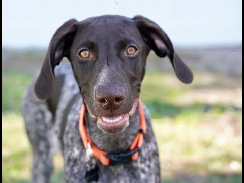 4 month old german shorthaired pointer