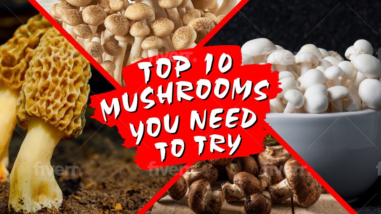 10 Mushrooms You NEED To Try Just Mushrooms YouTube