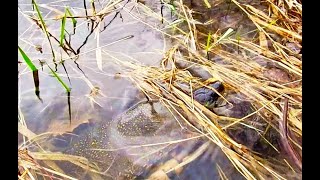 Northern Wood Turtles - Mating