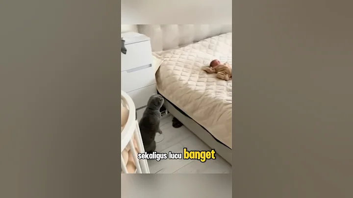 Video 9366031: baby cat reaction, cat meets baby, funny cat reaction