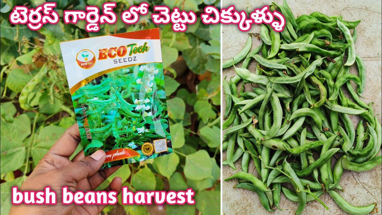 How to grow Chettu chikkudu from seed to harvest |Grow Food