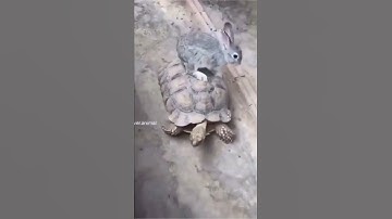 Rabbit riding on turtle #shorts #turtle #rabbit