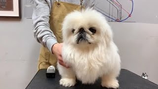 Amazing Pekingese Toy Dog Grooming : How To Groom Pekingese Toy Puppy | Puppy Groomy