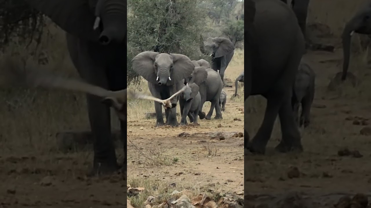 Elephant Guardian: Majestic Encounter with a Vulture. 