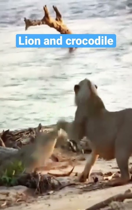 Lion vs crocodile. Crocodile have a stronger bites but lion can