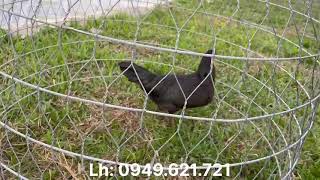 Trại Gà Thanh Hậu Giang Lên Clip Gà Mái Ng 2801