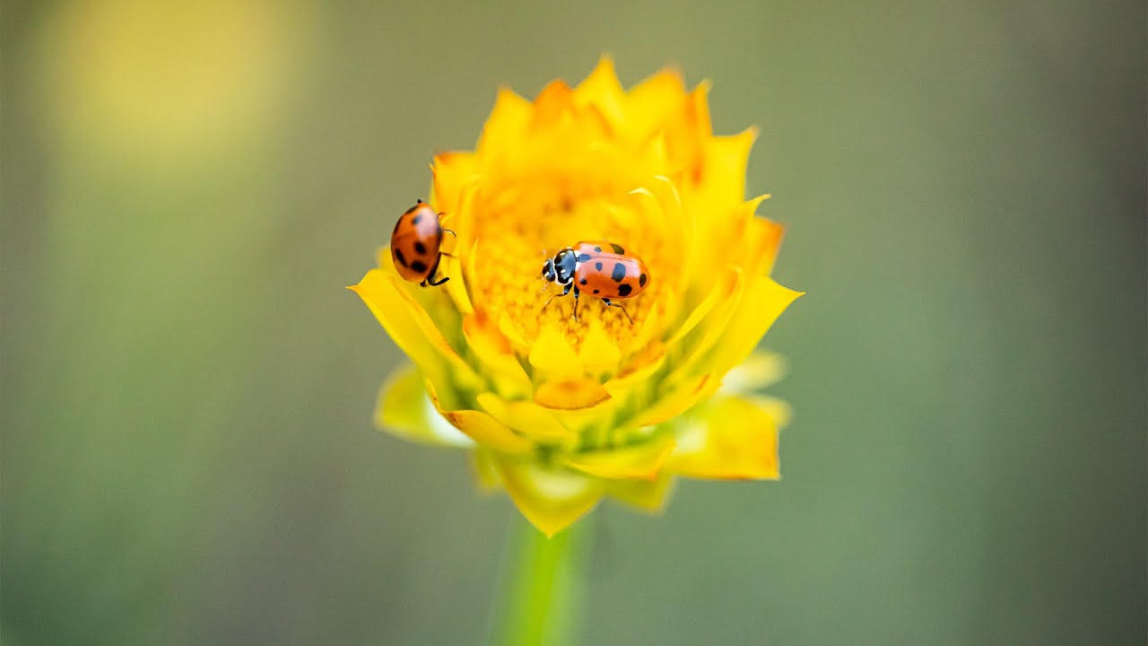 Gnaphalieae - The Everlasting Paper Daisy or Cudweed Tribe in Australia and Across the World