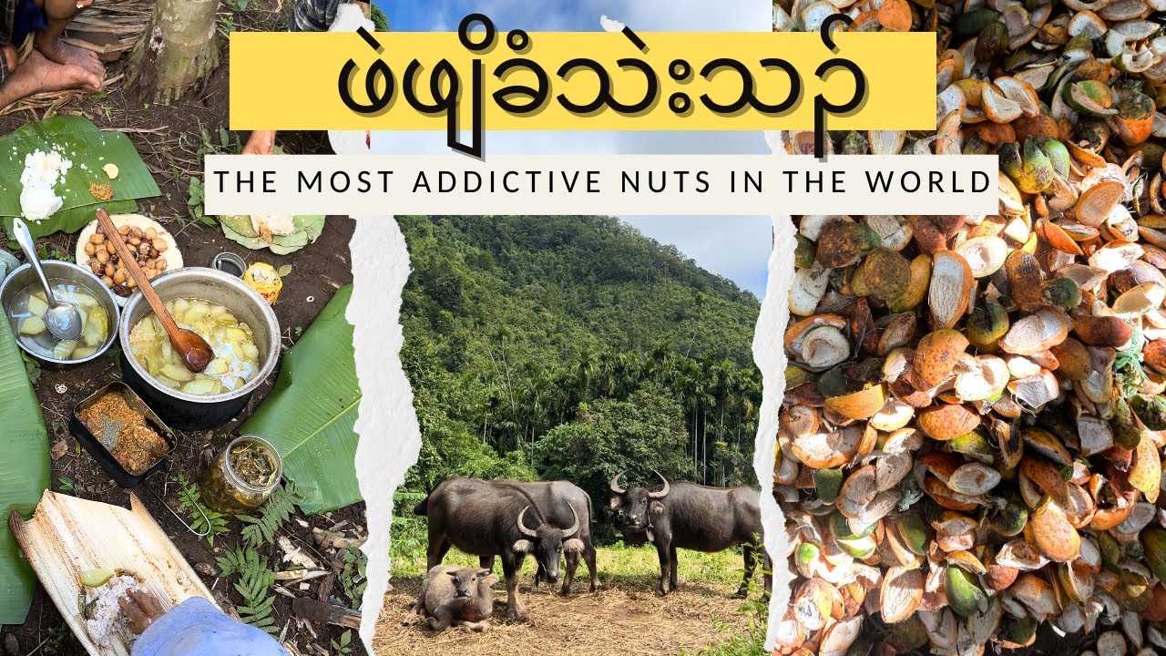 Typical Day In Kawthoolei | harvesting betel nuts