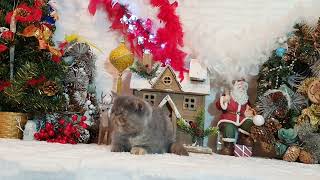 Napocats.ro | Happy holidays! by Napocats, Exotic Shorthair & Persian Cats 92 views 1 year ago 1 minute, 9 seconds