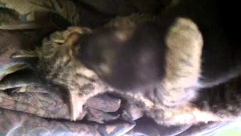 Kitty giving loving care to Puppy by Harmoney-Moni...