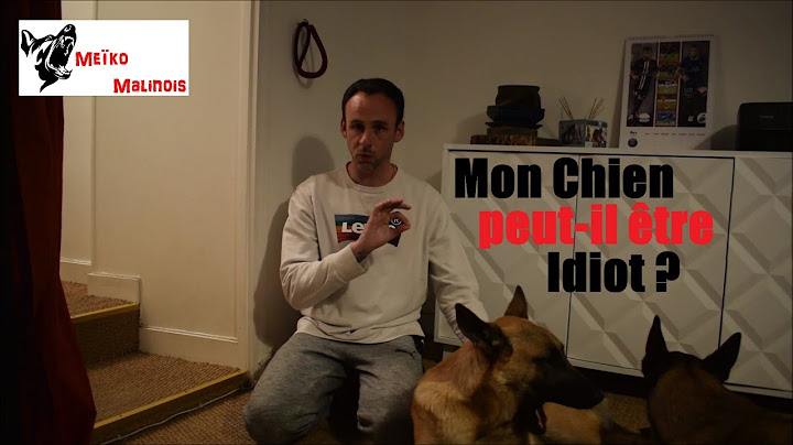 Les Chiens sont-ils Intelligents ???