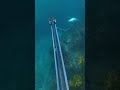AMAZING SPEARGUN