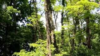 Useful tree -- Trnovník akát - Black locust - Robinia pseudoacacia