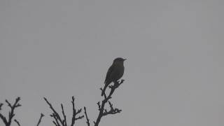1041109不知名的山鳥