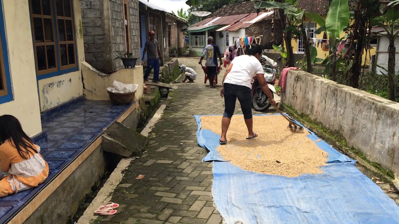 KACEPIT, Wulungsari VILLAGE,Walking around With LOCAL AREA INDONESIA.