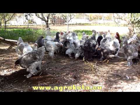 brahma chicken,wyandottes chicken-AGROKOTA
