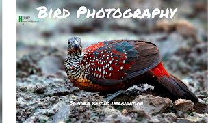 Bird Photography!painted spurfowl_learn how to go so close while shooting birds