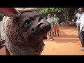 Nwawelugo 2025 - African Traditions and Culture: Comprehensive Masquerade Parade