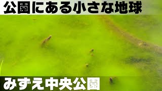 ビオトープのメダカたち