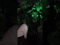 That Animal made some loin rawww sound 🥵 #entertainment #funny #shortfilm #shorts