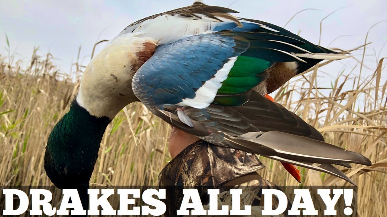 Spoontacular Day! | California Duck Hunting