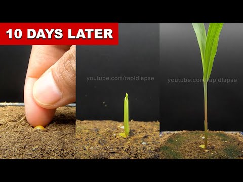 SOOTHING Corn Seed Growing 10 Days Time Lapse