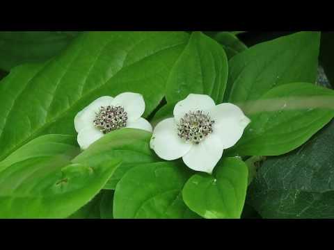 Vídeo: Dwarf Cornel Dogwood - Aprèn a cultivar plantes nanes Cornel