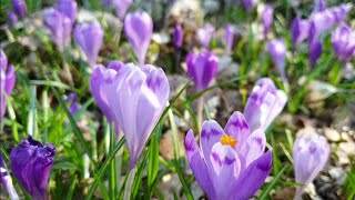 Прогулка экскурсия по дендропарку Березинка. Крокусы цветут, шафран цветет. Видео релакс
