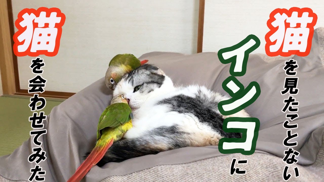 猫を見たことないインコ達の反応がすごい The Reaction Of Birds Who Have Never Seen A Cat Is Amazing Youtube