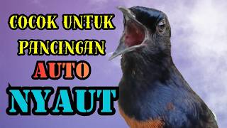 100% MURAI BATU GACOR FULL ISIAN KETREKAN KASAR AMPUH MEMANCING EMOSI MURAI BATU AGAR BONGKAR ISIAN
