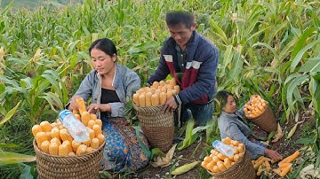 mus ntai pob kw lo pub qaib pub os