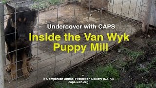 Undercover with CAPS: Inside the Van Wyk Puppy Mill in Iowa