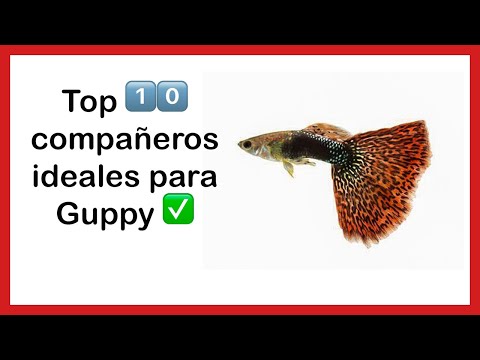 Video: Guppies Y Telescopios: Peces Con Un Carácter Sin Pretensiones