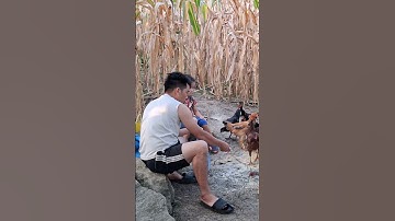 Hlau youtube mus pub qaib.cho gà ăn uống