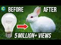 How to Make Rabbit with Cotton | How to Make Rabbit with Bulb | Crafts Now | #Rabbit | #Bunny