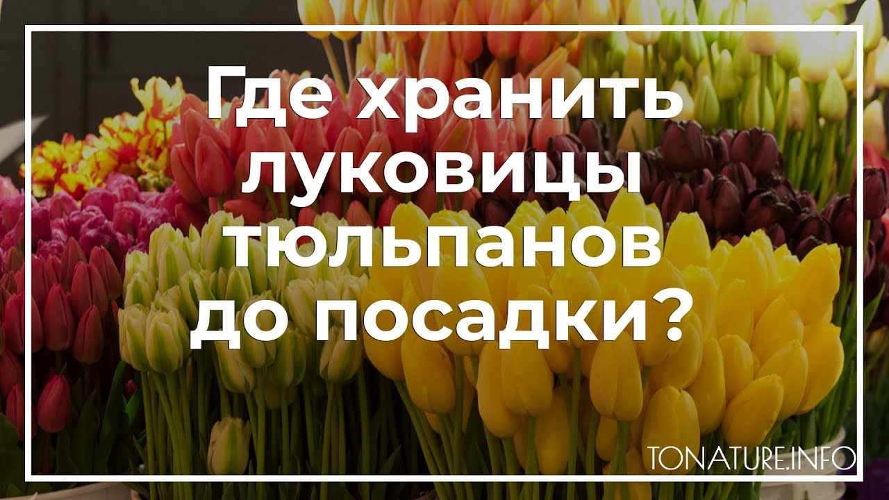 Как правильно сохранить тюльпаны. Хранение тюльпанов после выкопки. Луковицы тюльпанов после цветения посадка хранение. Как хранить тюльпаны до осени. Как и где хранить тюльпаны.