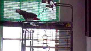 Rockaway the African Grey Parrot has a evil laugh !