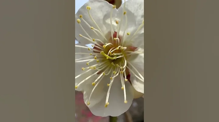 Plum blossoms in Japan | Spring flower blossoms - DayDayNews