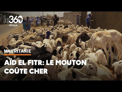 Veille d’Aïd à Nouakchott: «La loi du marché», l’invitée indésirable au marché de moutons