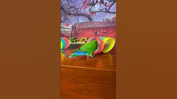 Bird Training : Smart lovebird Parrot | Smart Little Cute Parrot #training #smartparrot #cute