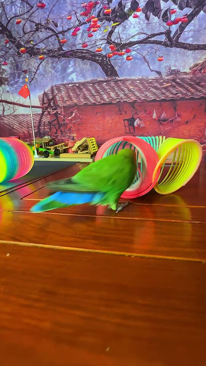 Bird Training : Smart lovebird Parrot | Smart Little Cute Parrot #training #smartparrot #cute