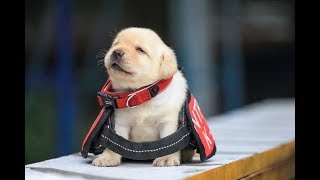 愛らしい警察学校で初勤務の子犬たち