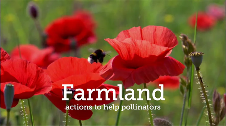 Farmland Actions to Help Pollinators