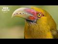 Birds In The Wild | A Calming Instrumental Nature Experience | BBC Earth Relax