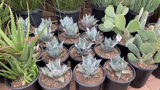 Succulents and Cactus Chosen for Xeriscape Installation in Poway Zone 10a
