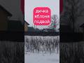 Дичка саженцы яблоня подвой #саженцы #сад #деревья