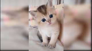 Baby Cats Cute and Funny Cat Videos Compilation